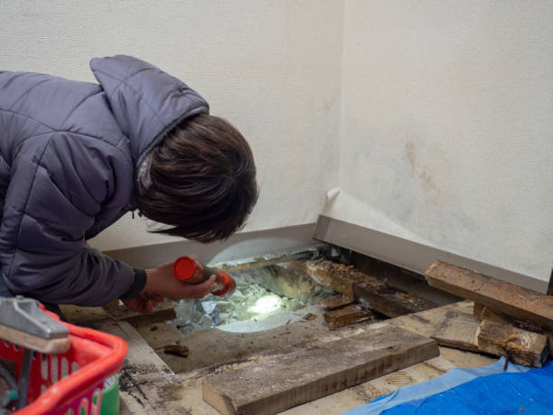 Best Attic Mold Removal  in La Feria, TX